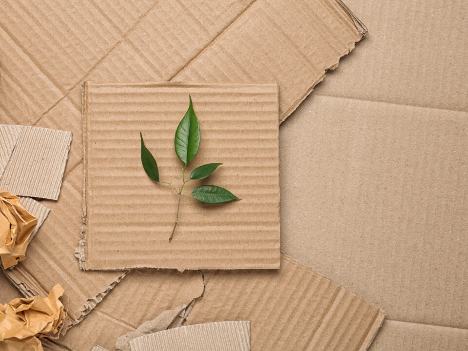 Small plant clipping resting on a pile of cardboard box sections
