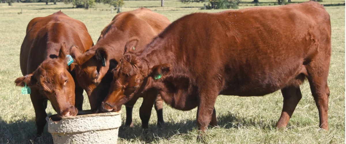 Three brown cows eating out of a molded pulp feed tub