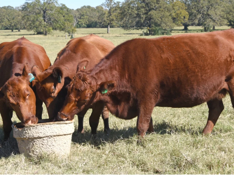 Three brown cows eating out of a molded pulp feed tub
